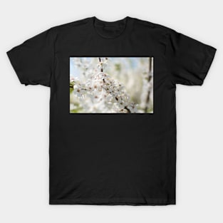 White cherry flowers T-Shirt